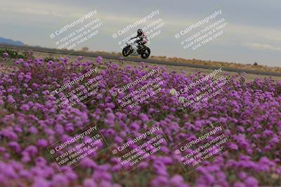 media/Jan-14-2023-SoCal Trackdays (Sat) [[497694156f]]/Turn 14 Exit Bloomig (145pm)/